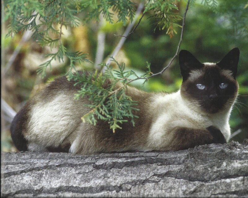 Siamese Cat Resting — Brown