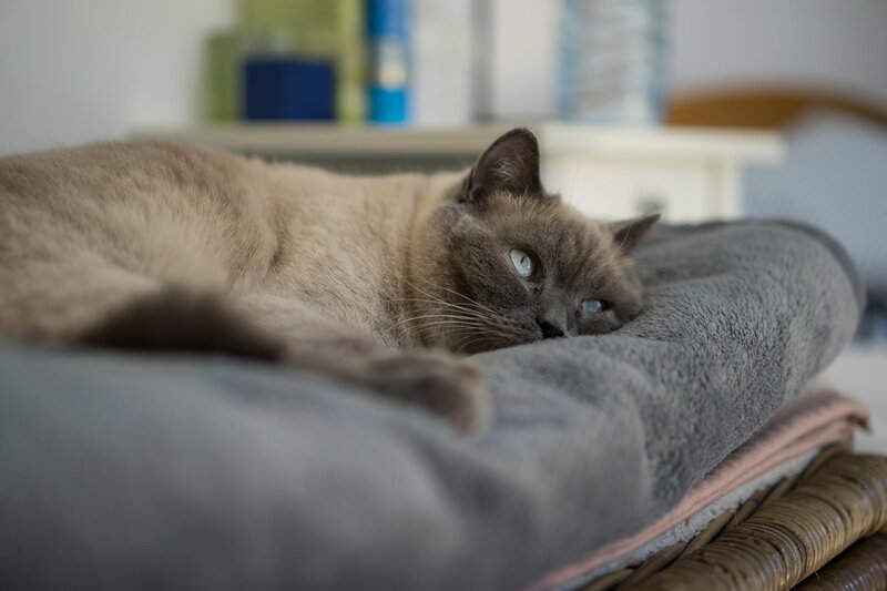 Siamese Cat Resting — Gray