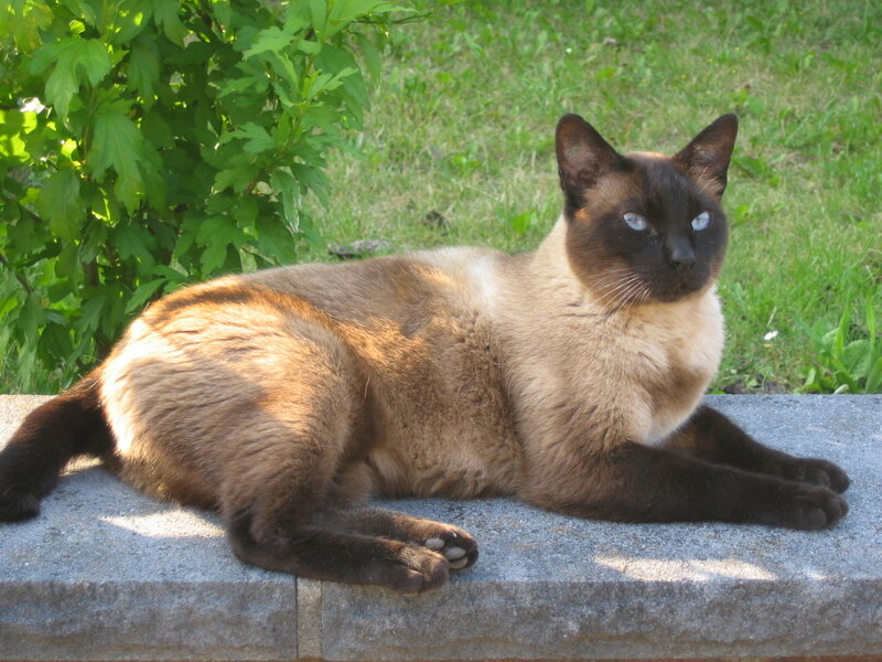 Siamese cat resting on a wall