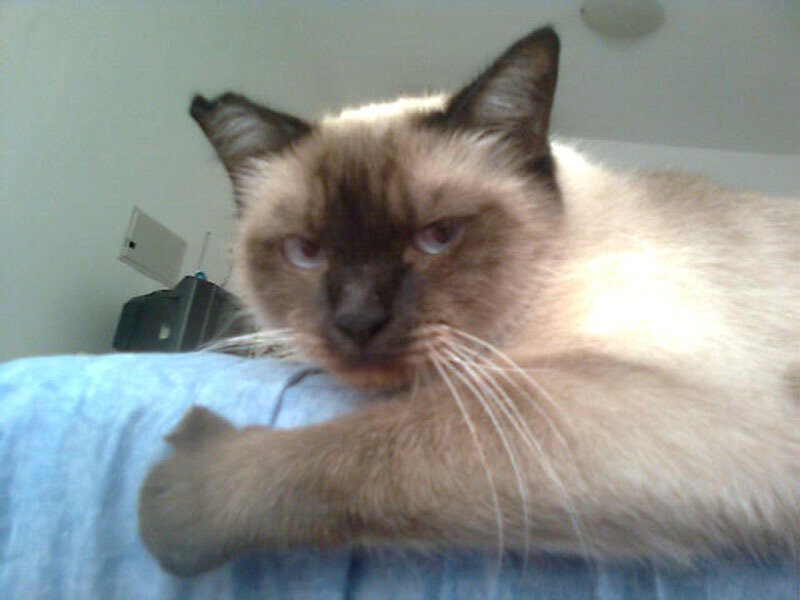 Siamese cat resting on bed