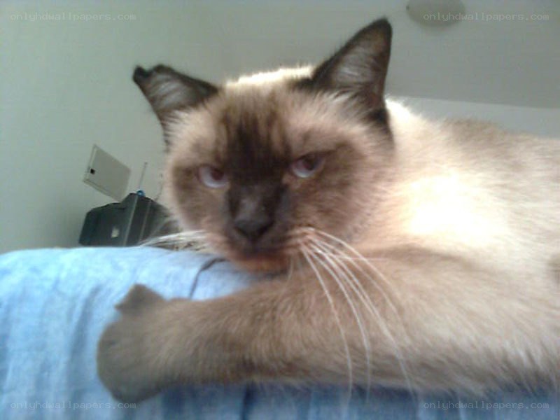 Siamese cat resting on bed