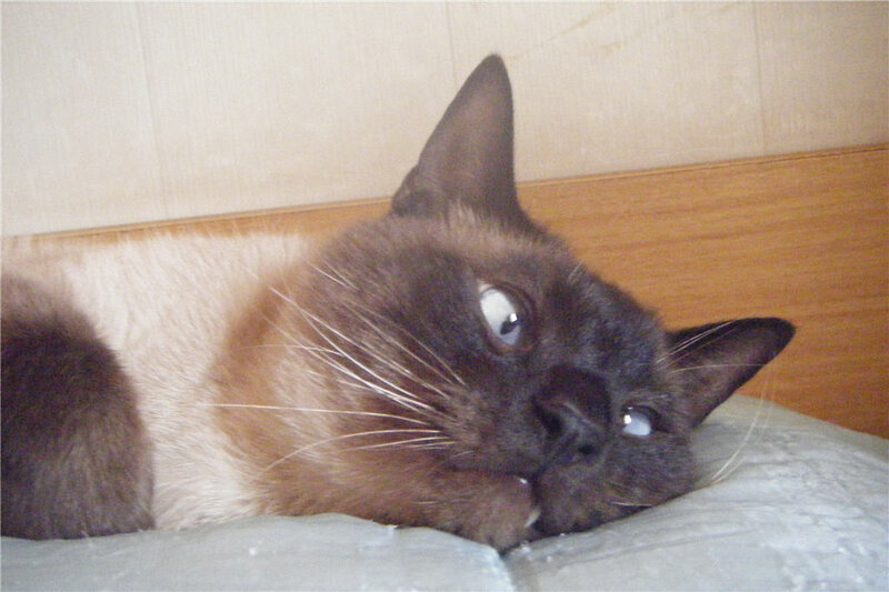 Siamese cat resting on pillow