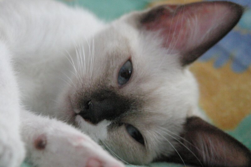 Siamese cat resting