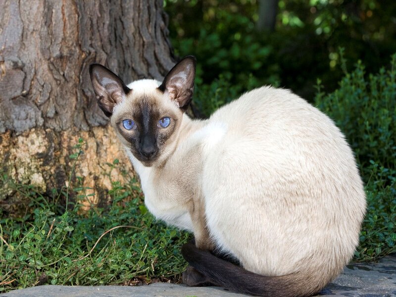 Siamese Cat Sitting — Beige, Calm, Afternoon