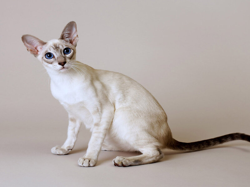 Siamese Cat Sitting — Beige, Calm, Photograph