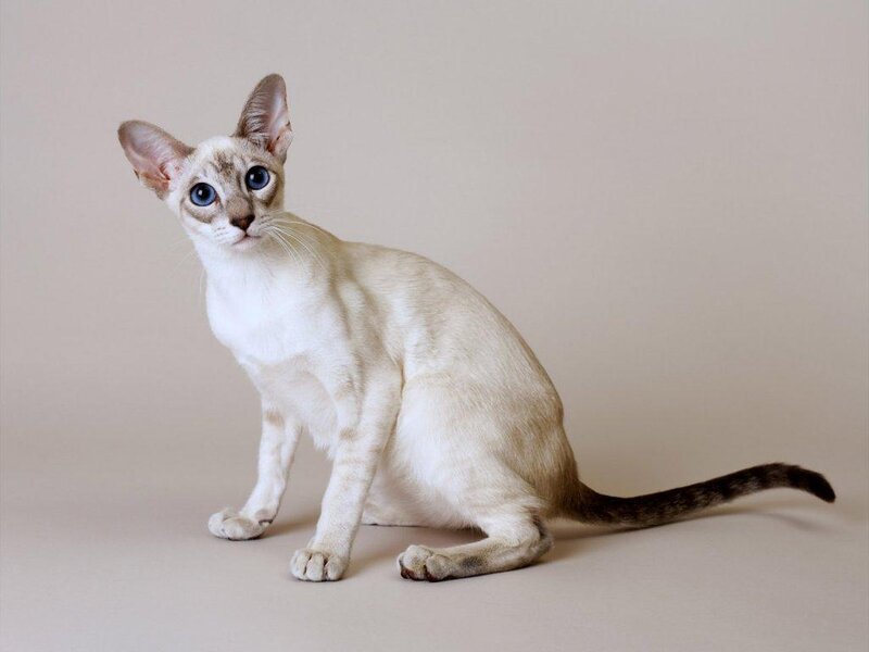Siamese Cat Sitting — Beige, Calm