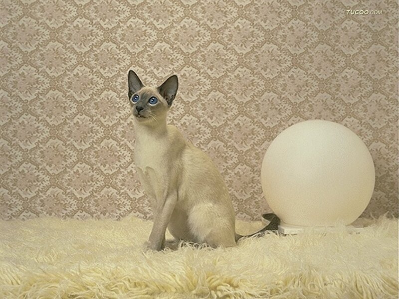 Siamese Cat Sitting — Beige