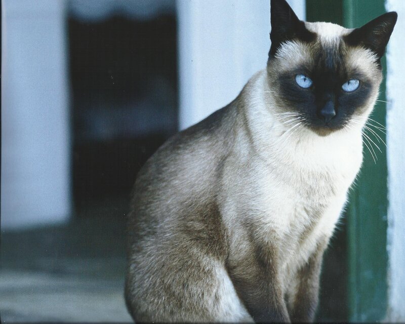 Siamese Cat Sitting — Brown, Calm, Photograph