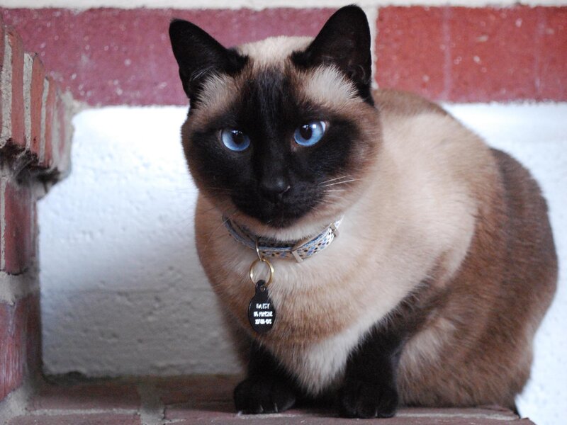 Siamese Cat Sitting — Brown, Calm
