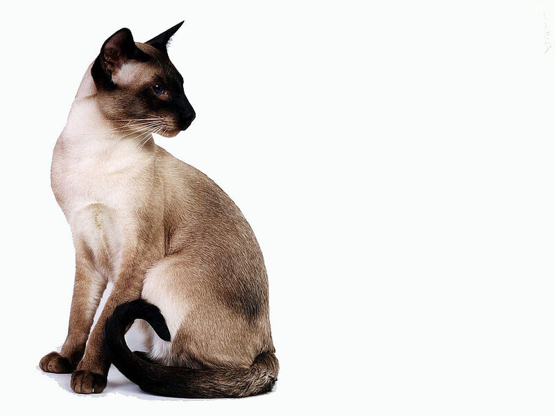 Siamese Cat Sitting — Brown