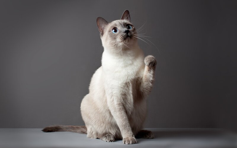 Siamese Cat Sitting — Gray