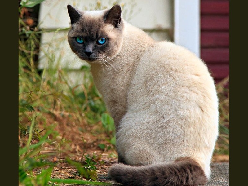 Siamese Cat Sitting