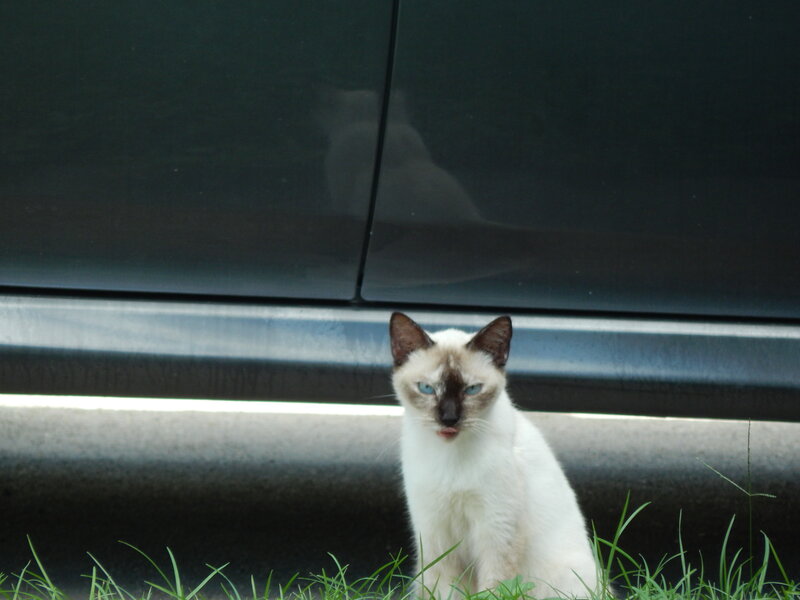 Siamese Cat Sitting — White, Calm, Afternoon