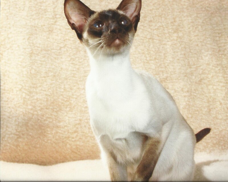 Siamese Cat Sitting — White, Calm, Photograph, Background
