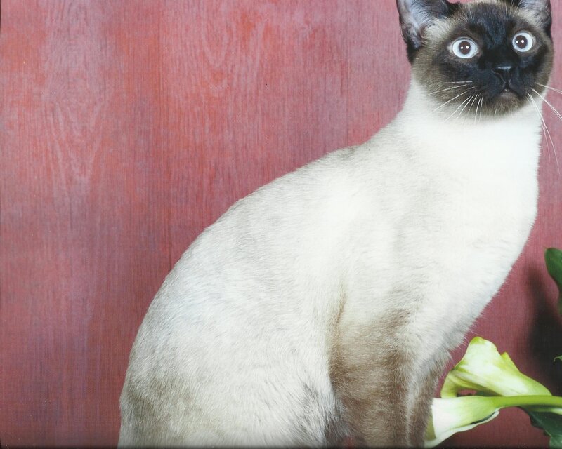Siamese Cat Sitting — White, Calm, Photograph