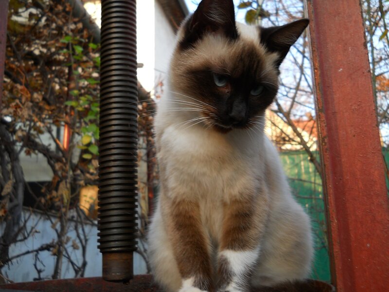 Siamese Cat Sitting — White