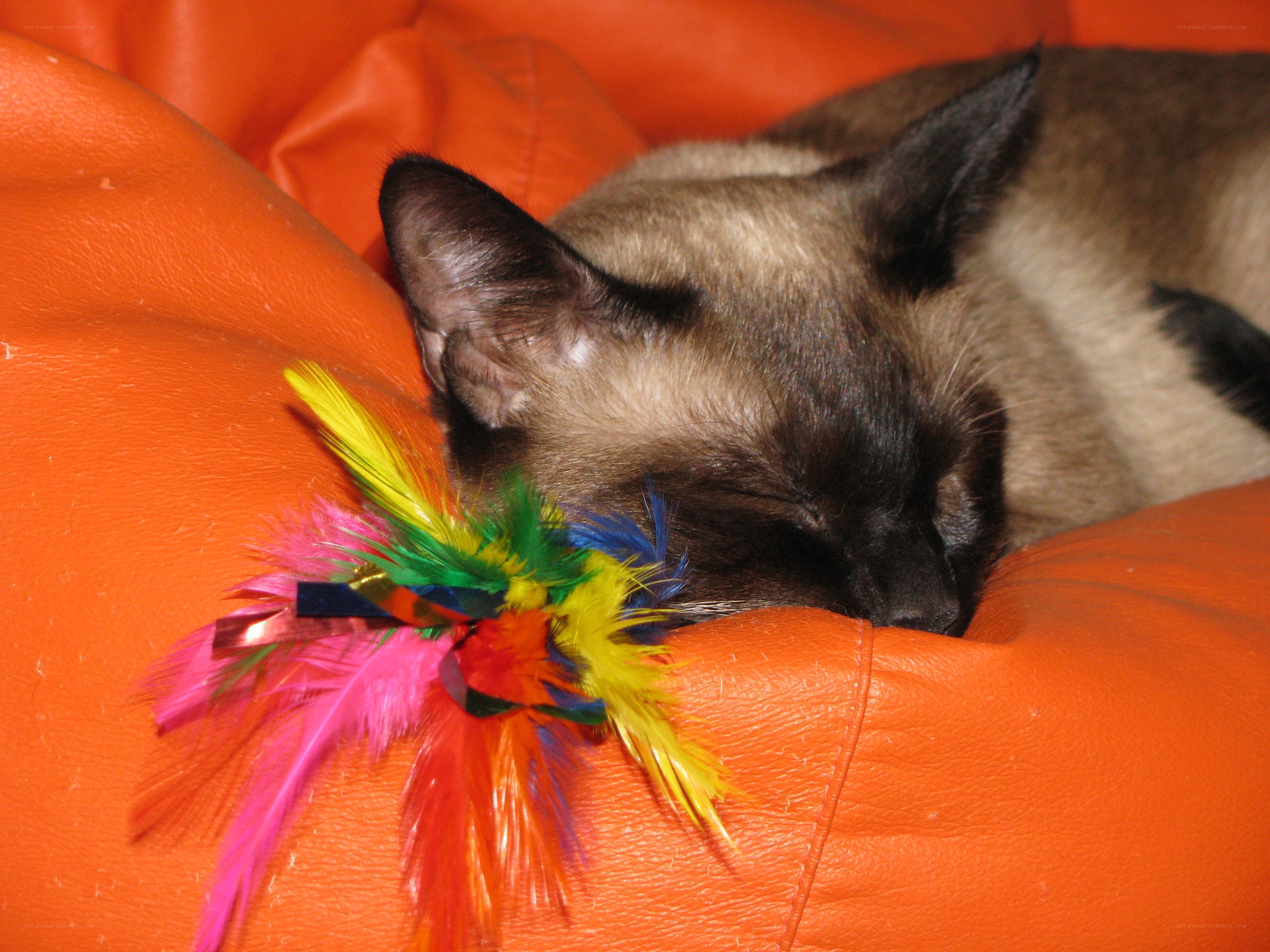 Siamese cat sleeping on orange couch