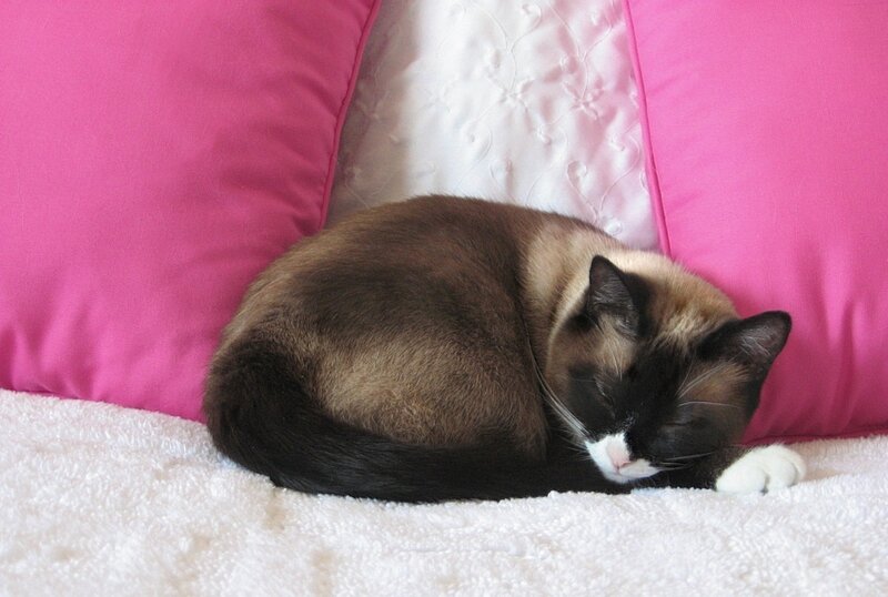 Siamese Cat Sleeping — Pink