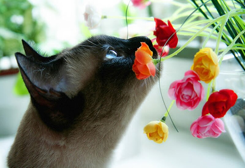 Siamese Cat Sniffing Flowers — Brown