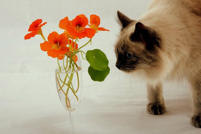 Siamese Cat Sniffing Flowers