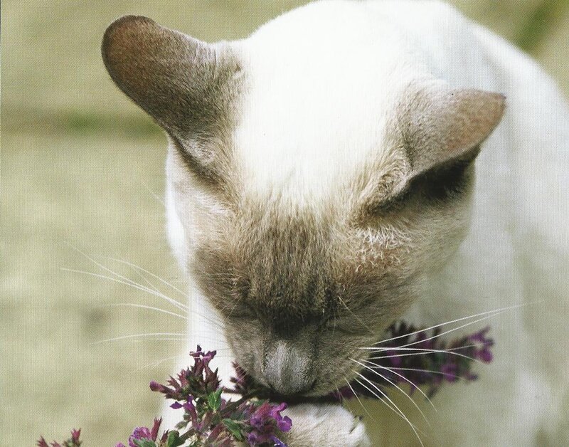 Siamese Cat Sniffing Flowers — White, Calm
