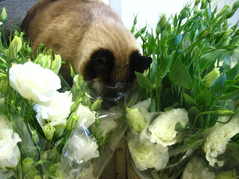 Siamese Cat Sniffing Flowers — White