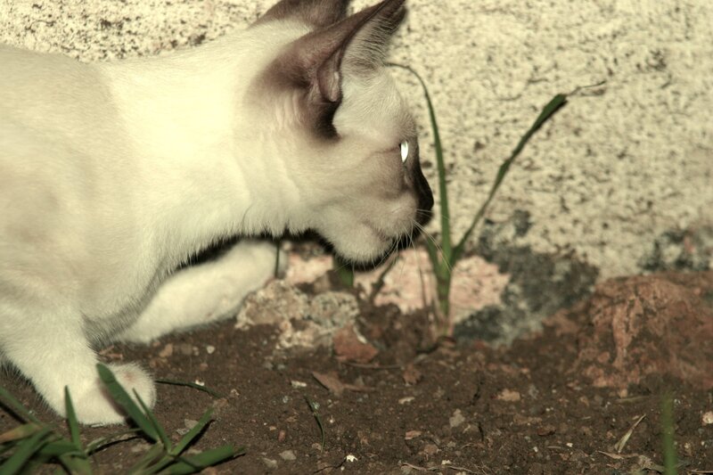 Siamese cat sniffing ground