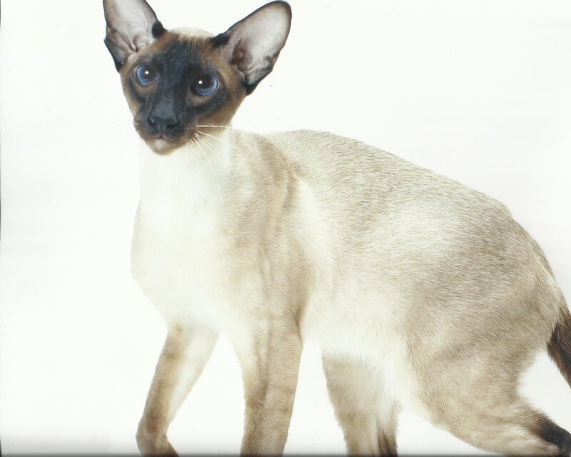 Siamese Cat Standing — Beige