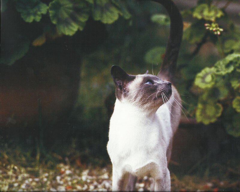 Siamese Cat Standing
