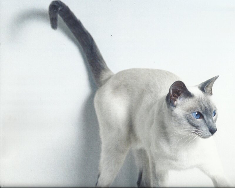 Siamese Cat Standing — White