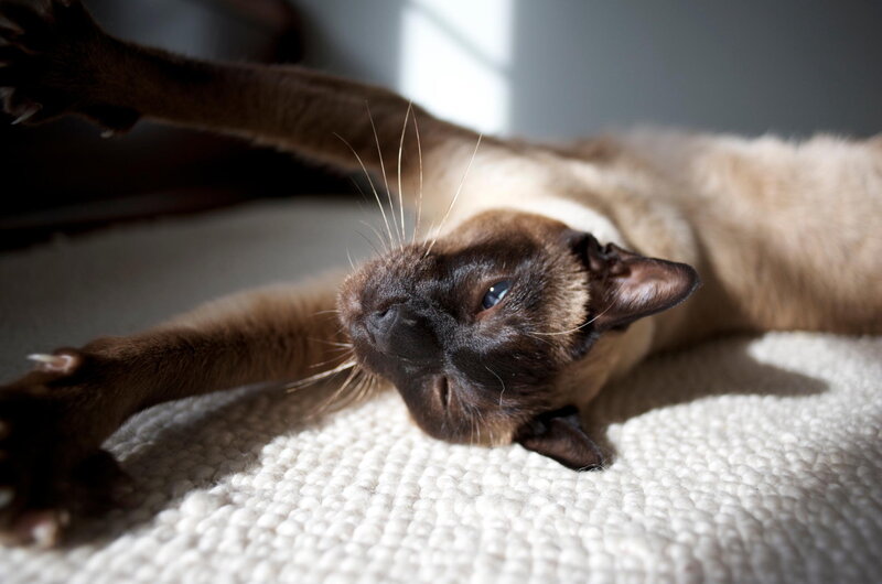 Siamese Cat Stretching