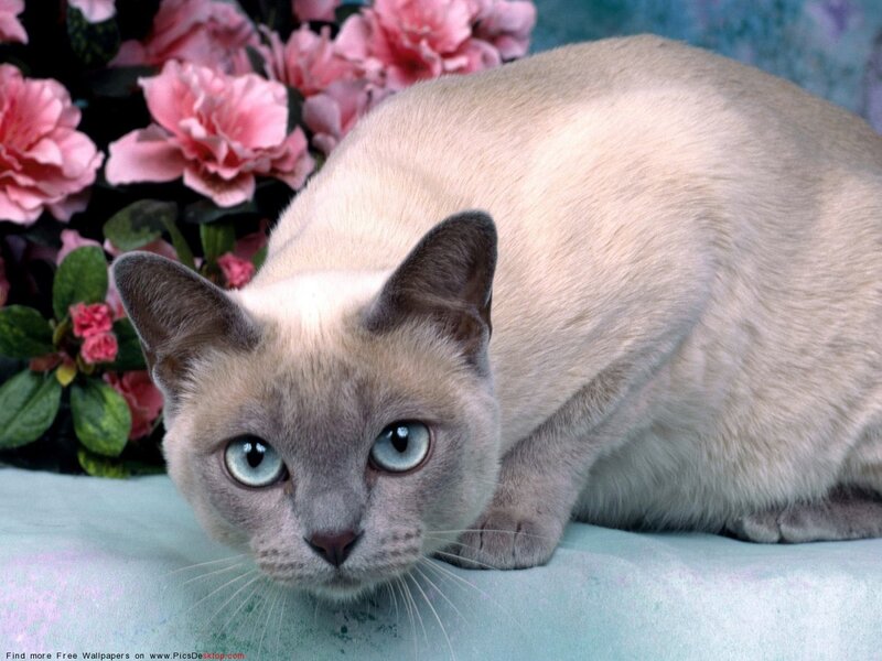 Siamese Cat