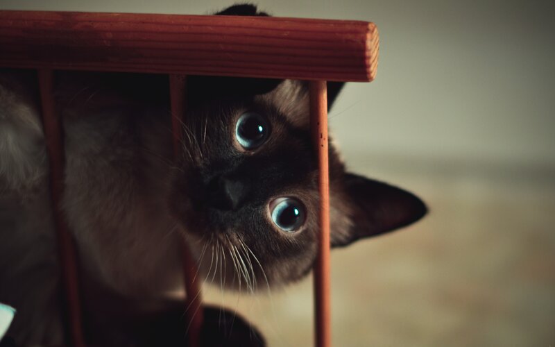 Siamese Cat under Chair — Brown, Curious