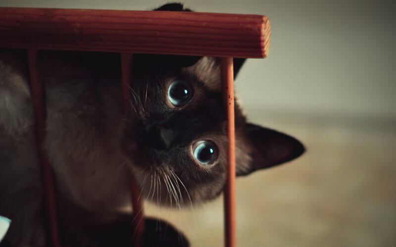 Siamese Cat under Chair — Brown