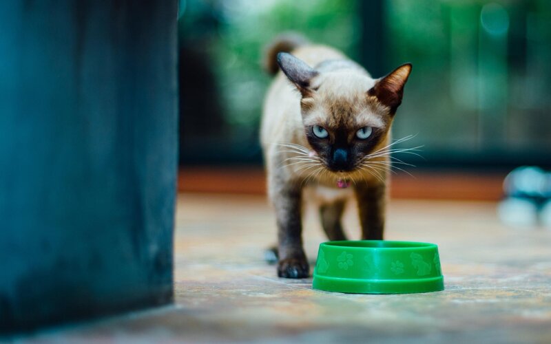 Siamese Cat Walking — Green, Alert