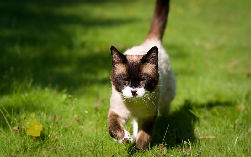 Siamese Cat Walking — Green, Calm, Afternoon, Photograph