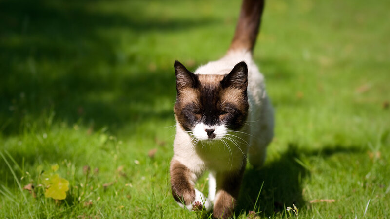 Siamese Cat Walking — Green, Calm, Afternoon