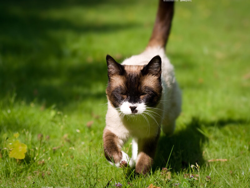Siamese Cat Walking — Green