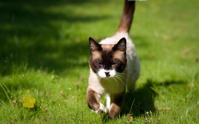 Siamese cat walking on grass