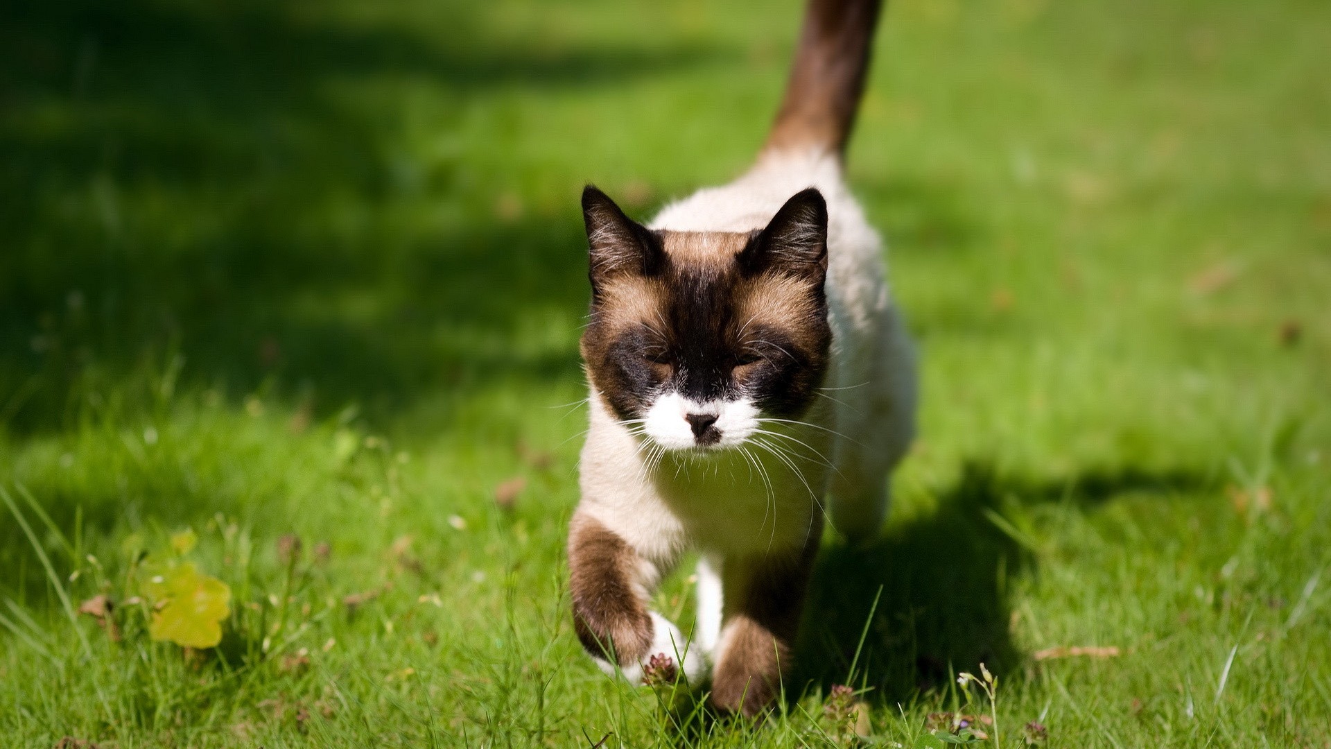 Siamese cat walking on grass