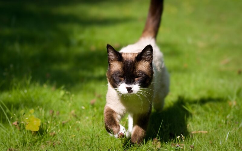 Siamese cat walking on grass