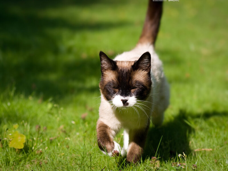Siamese Cat Walking