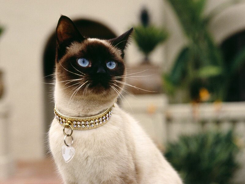 Siamese Cat Wearing Collar