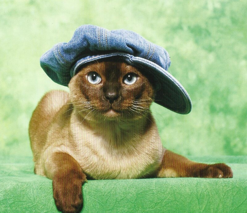 Siamese Cat Wearing Hat