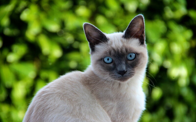 Siamese Cat — White, Calm, Afternoon