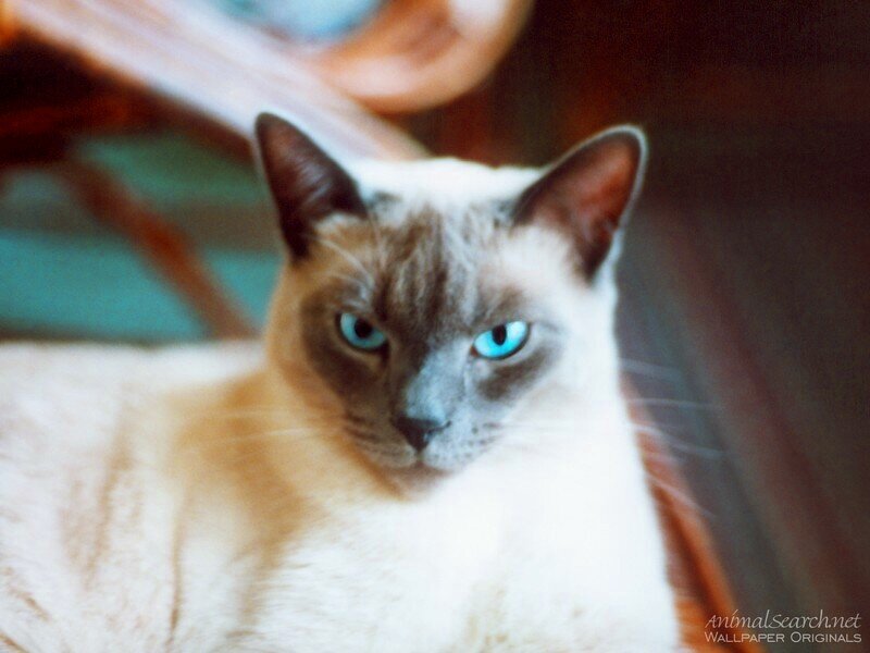Siamese Cat — White, Calm, Photograph