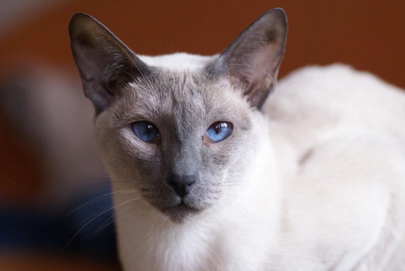 Siamese Cat — White, Calm