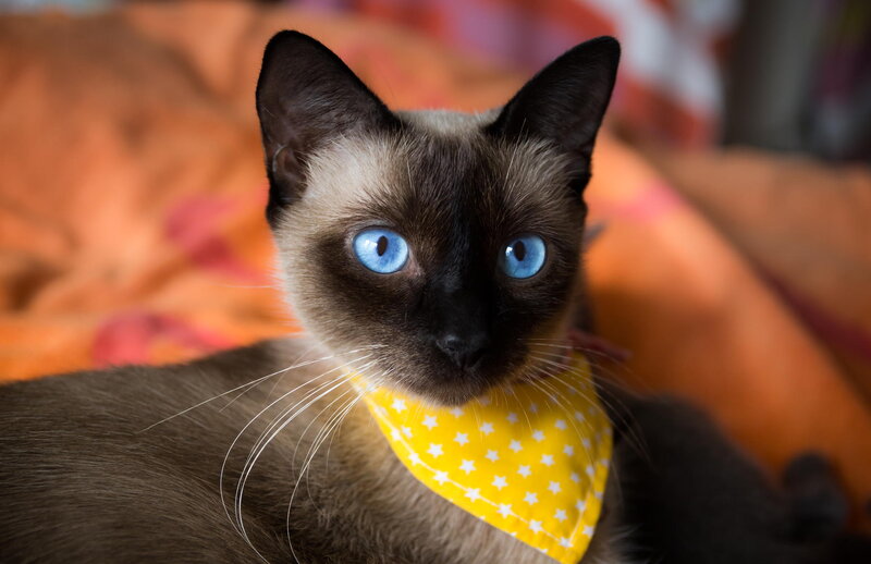 Siamese Cat with Bandana