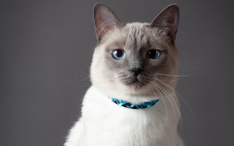 Siamese Cat with Blue Collar
