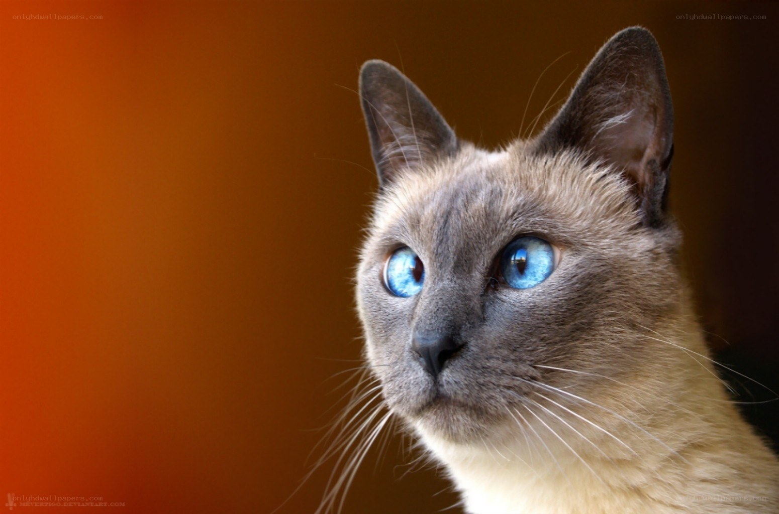 Siamese cat with blue eyes